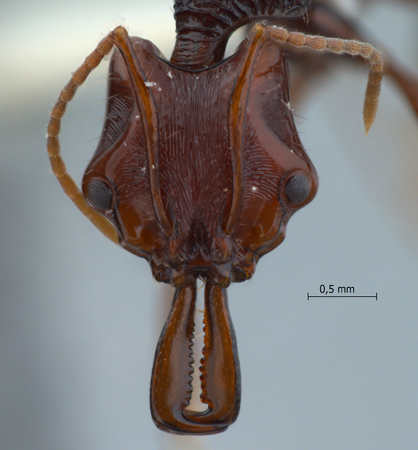 Anochetus rugosus Emery, 1890 frontal
