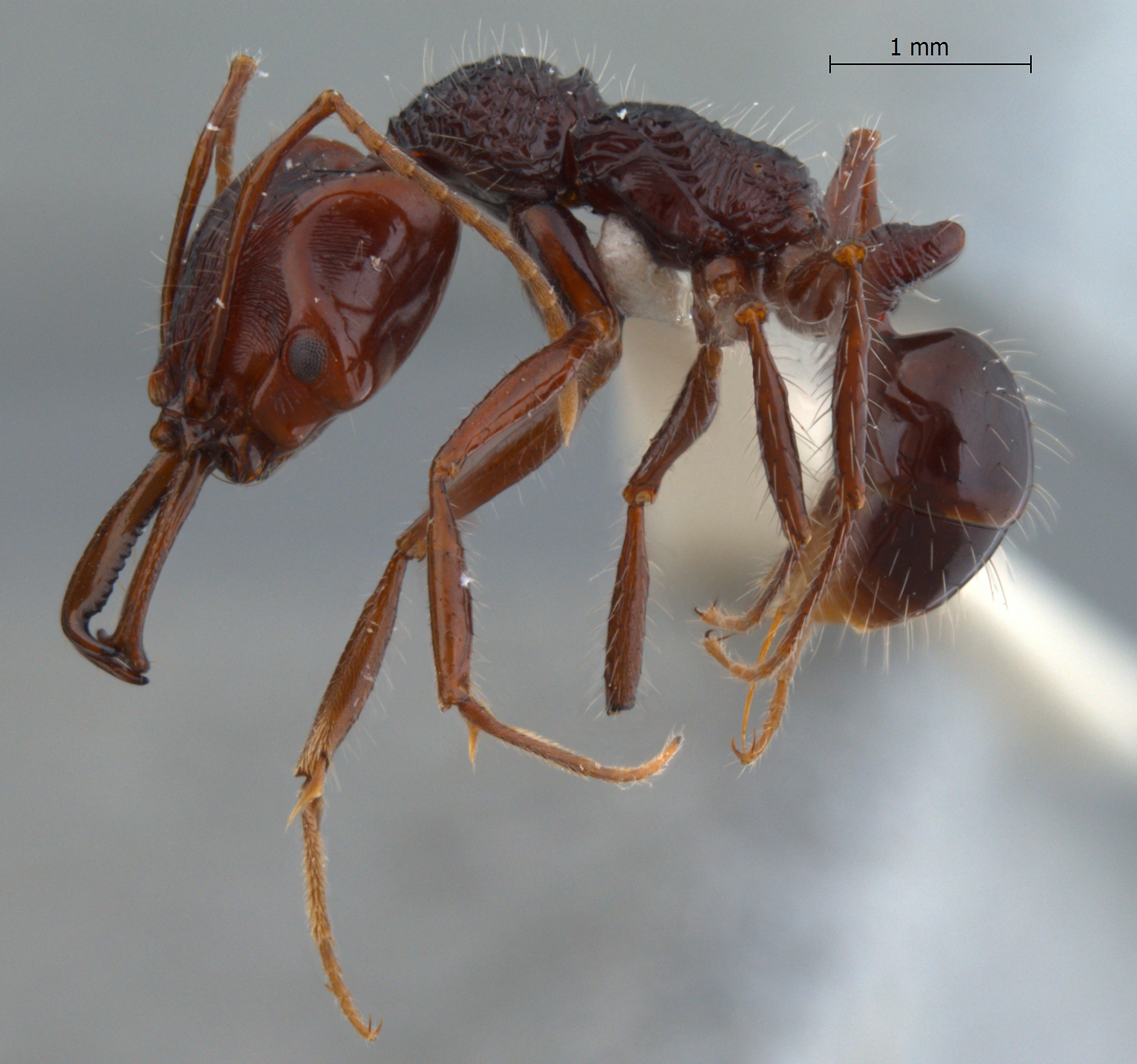 Foto Anochetus rugosus Emery, 1890 lateral