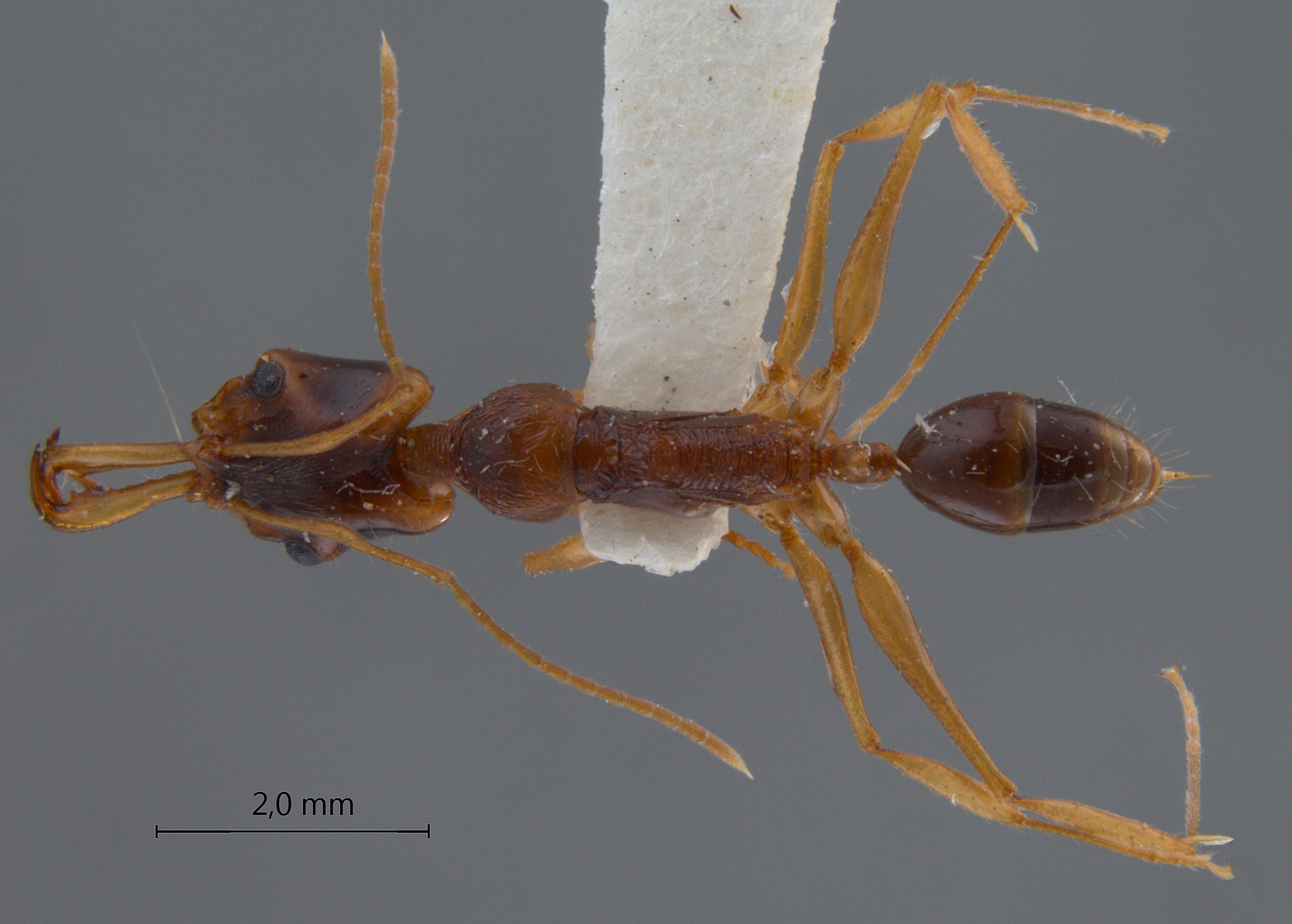 Foto Anochetus tua Brown, 1978 dorsal