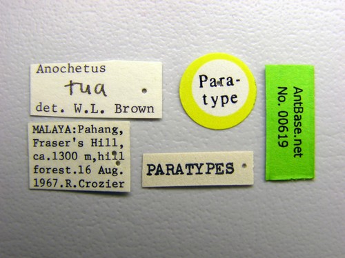 Anochetus tua Brown, 1978 Label