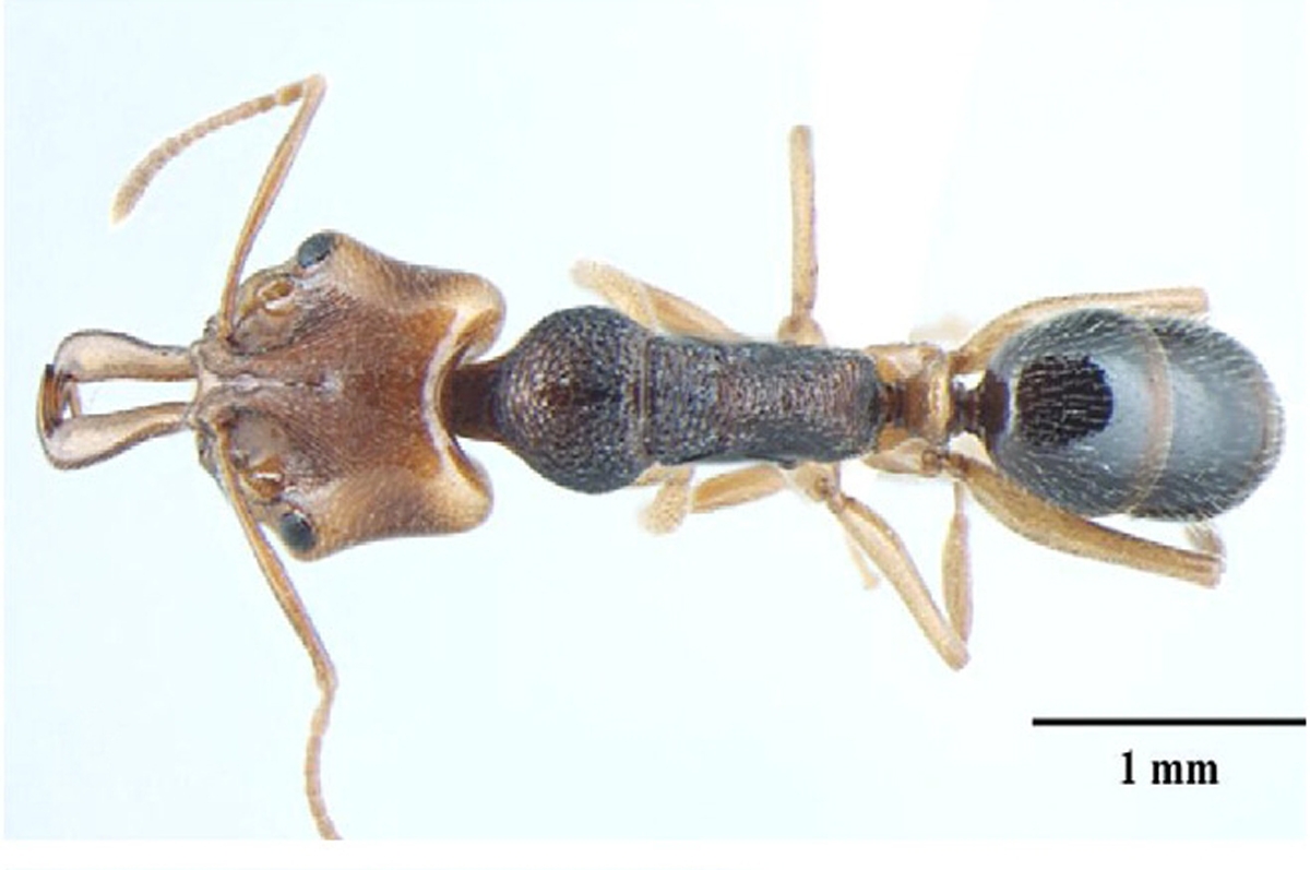 Foto Anochetus validus Bharti & Wachkoo, 2013 dorsal