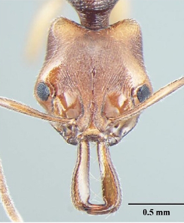 Anochetus validus Bharti & Wachkoo, 2013 frontal