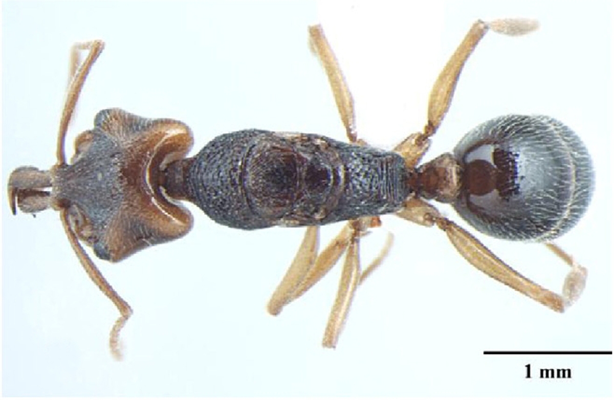 Foto Anochetus validus Bharti & Wachkoo, 2013 dorsal