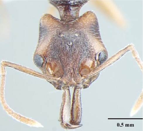 Anochetus validus Bharti & Wachkoo, 2013 frontal