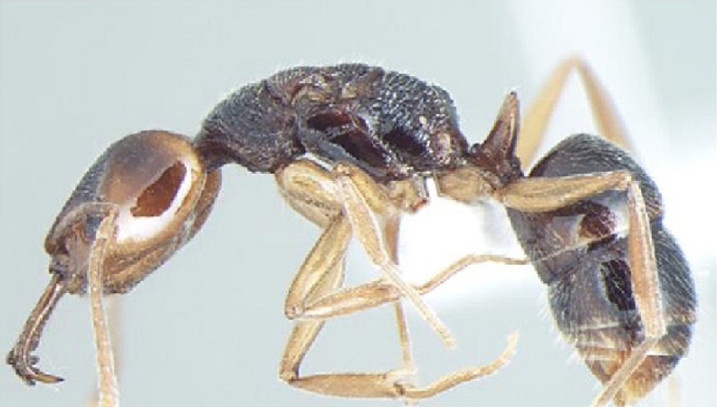 Anochetus validus Bharti & Wachkoo, 2013 lateral