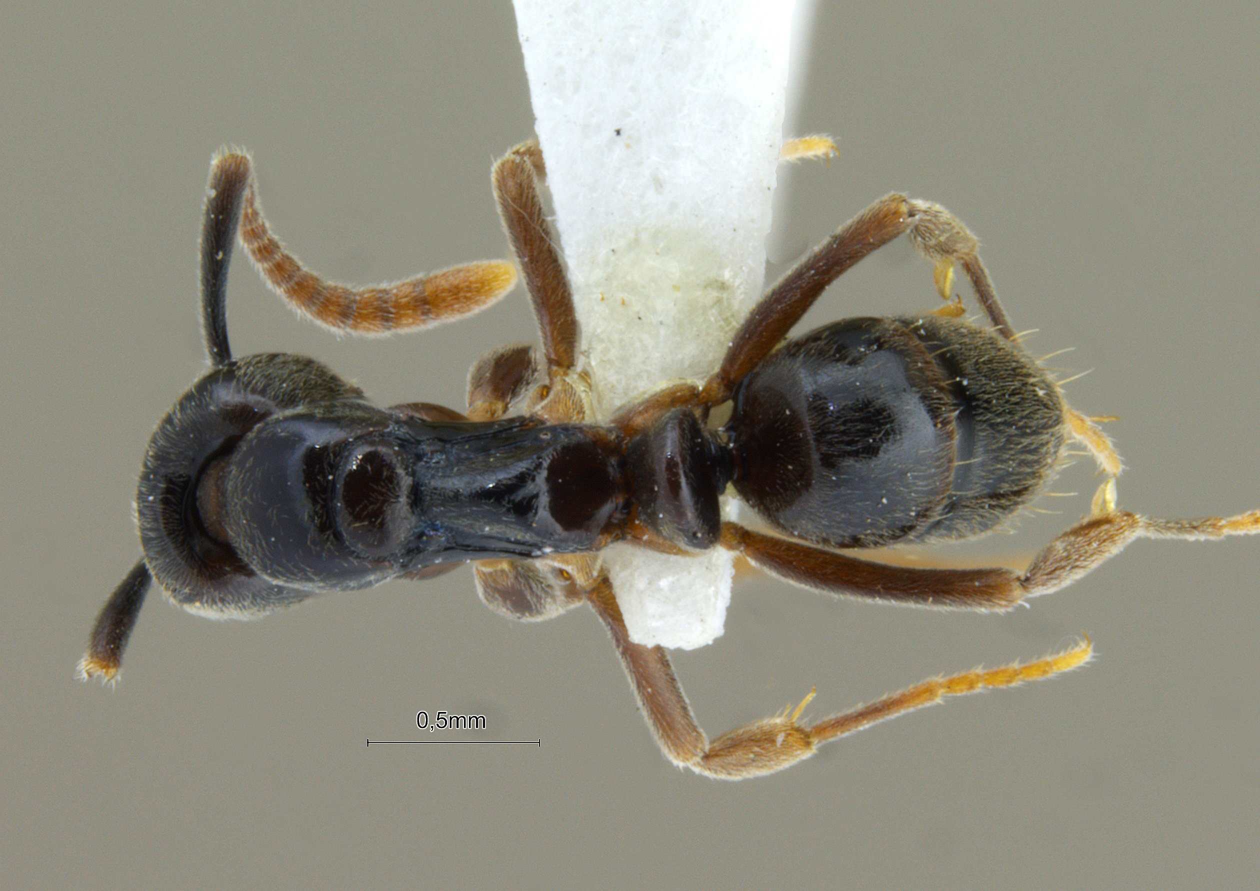 Foto Brachyponera jerdonii Forel, 1900 dorsal