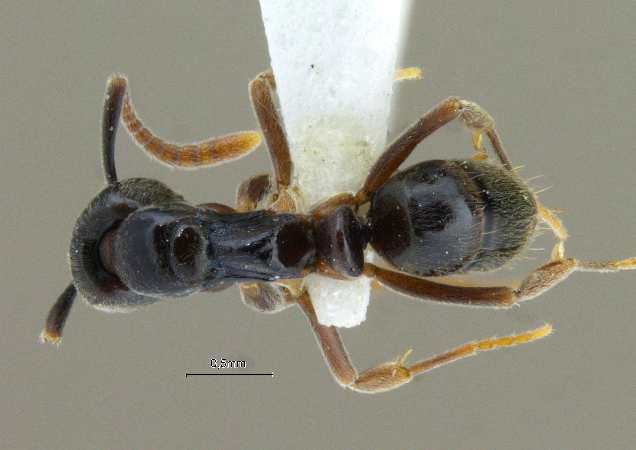 Brachyponera jerdonii Forel, 1900 dorsal