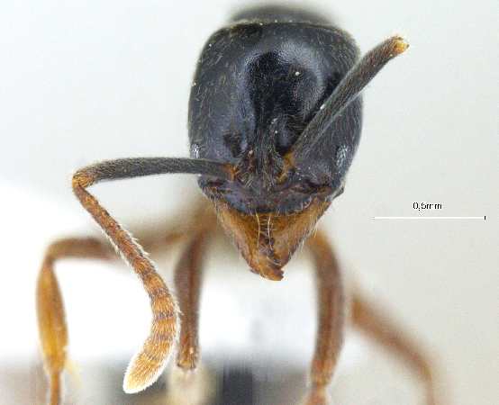 Brachyponera jerdonii Forel, 1900 frontal