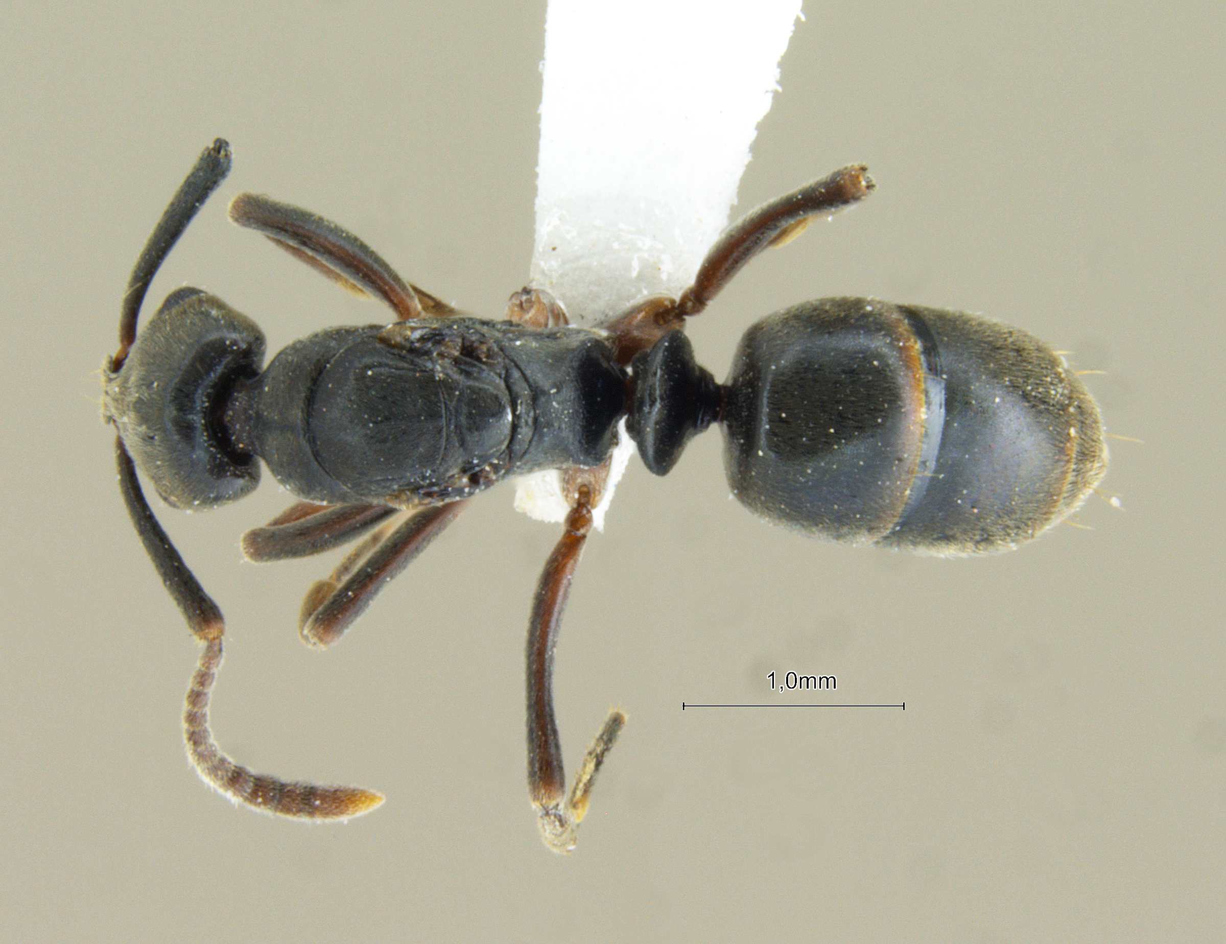 Foto Brachyponera luteipes Mayr, 1862 dorsal