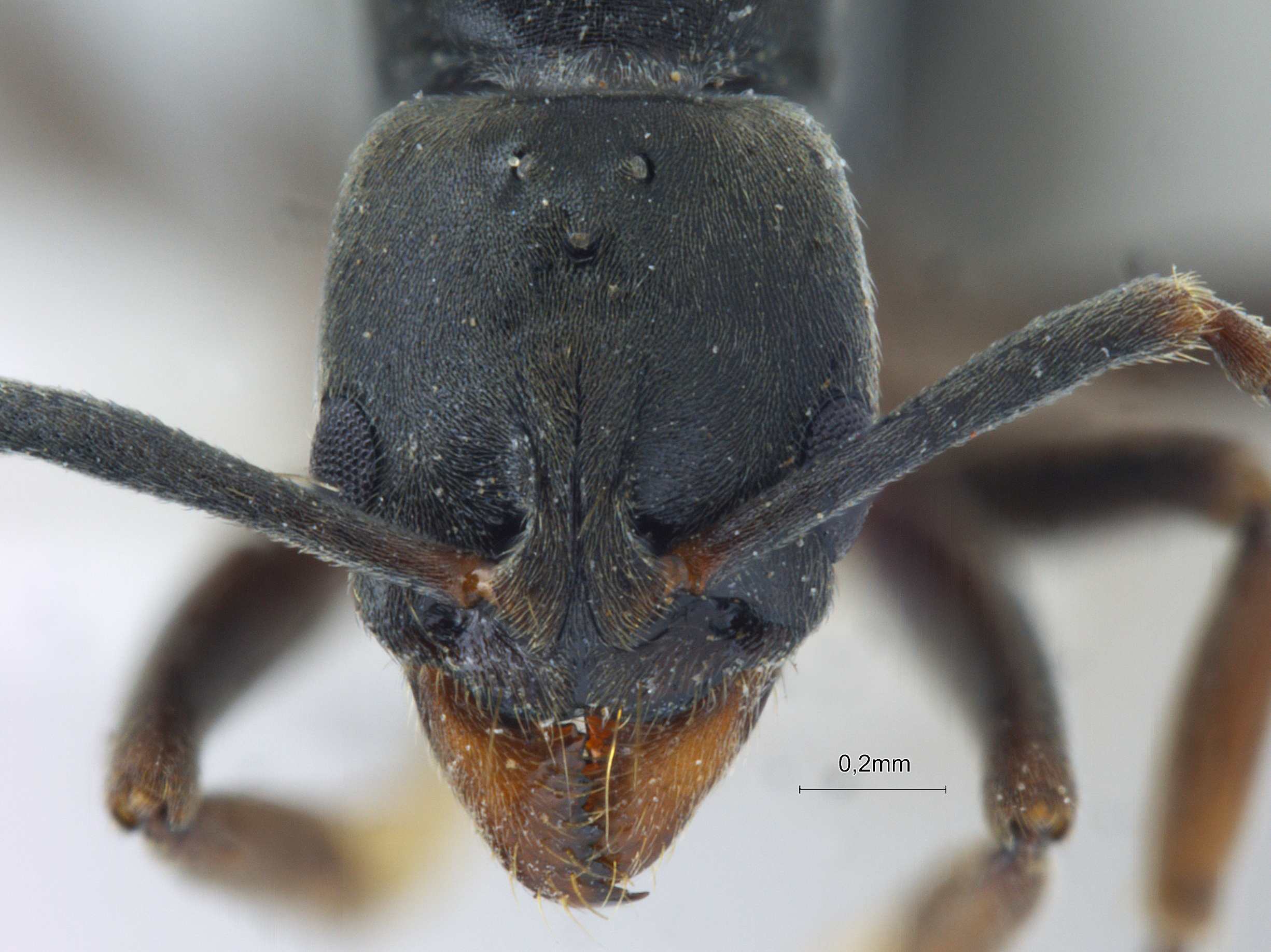 Foto Brachyponera luteipes Mayr, 1862 frontal