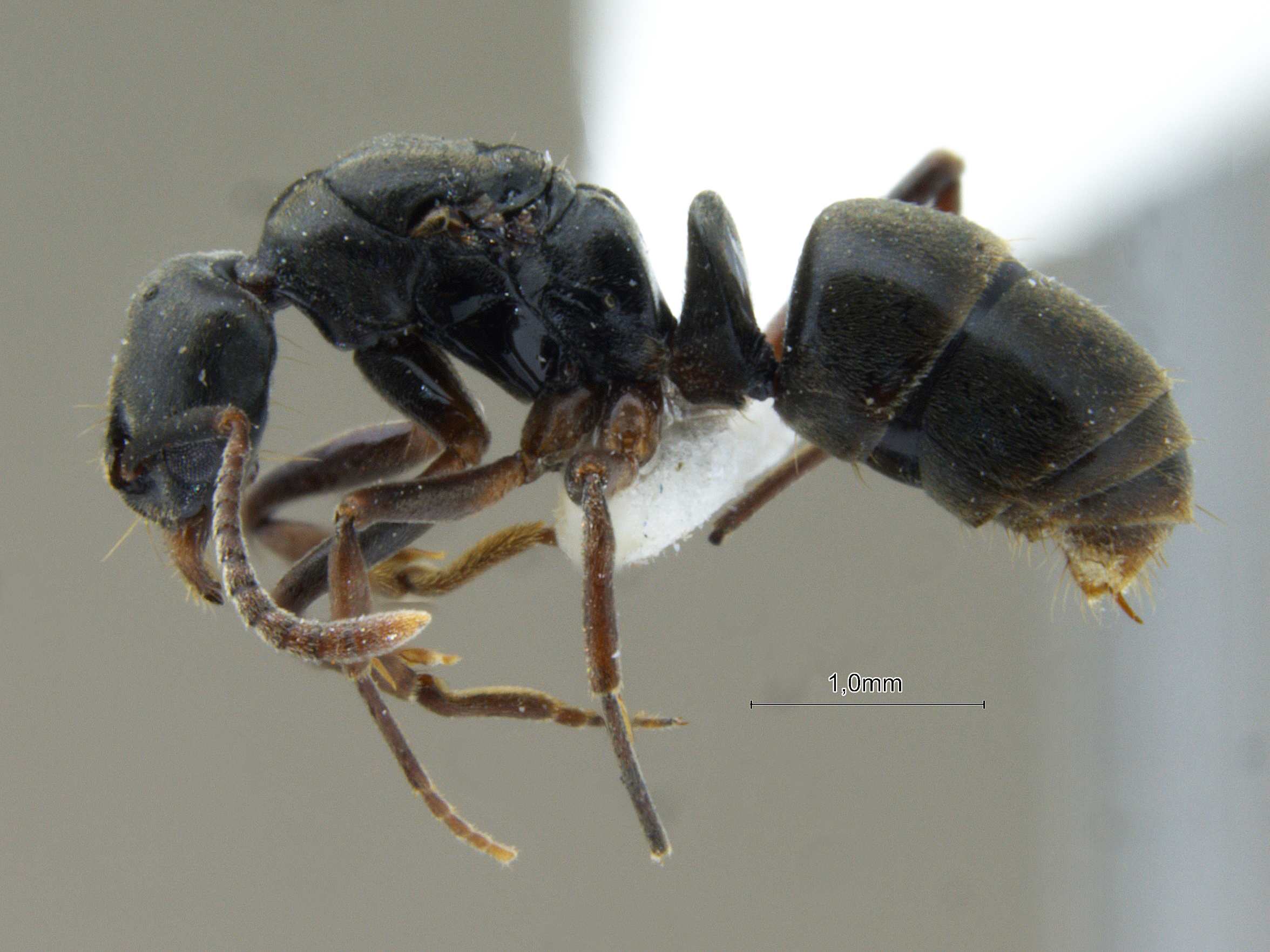 Foto Brachyponera luteipes Mayr, 1862 lateral