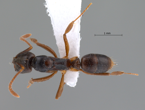 Brachyponera pilidorsalis Yamane, 2007 dorsal