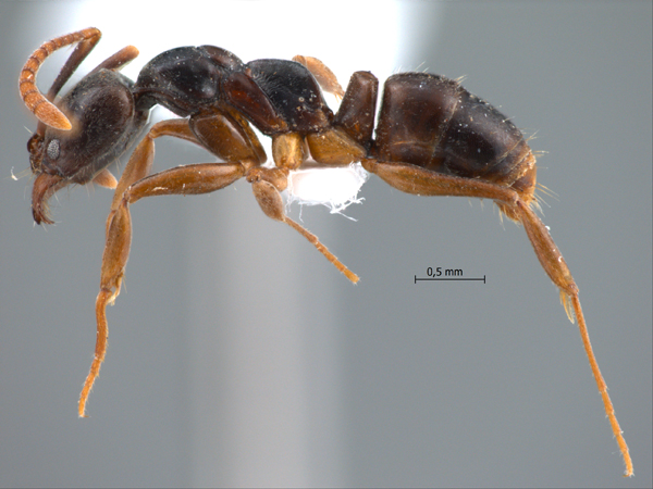 Brachyponera pilidorsalis Yamane, 2007 lateral