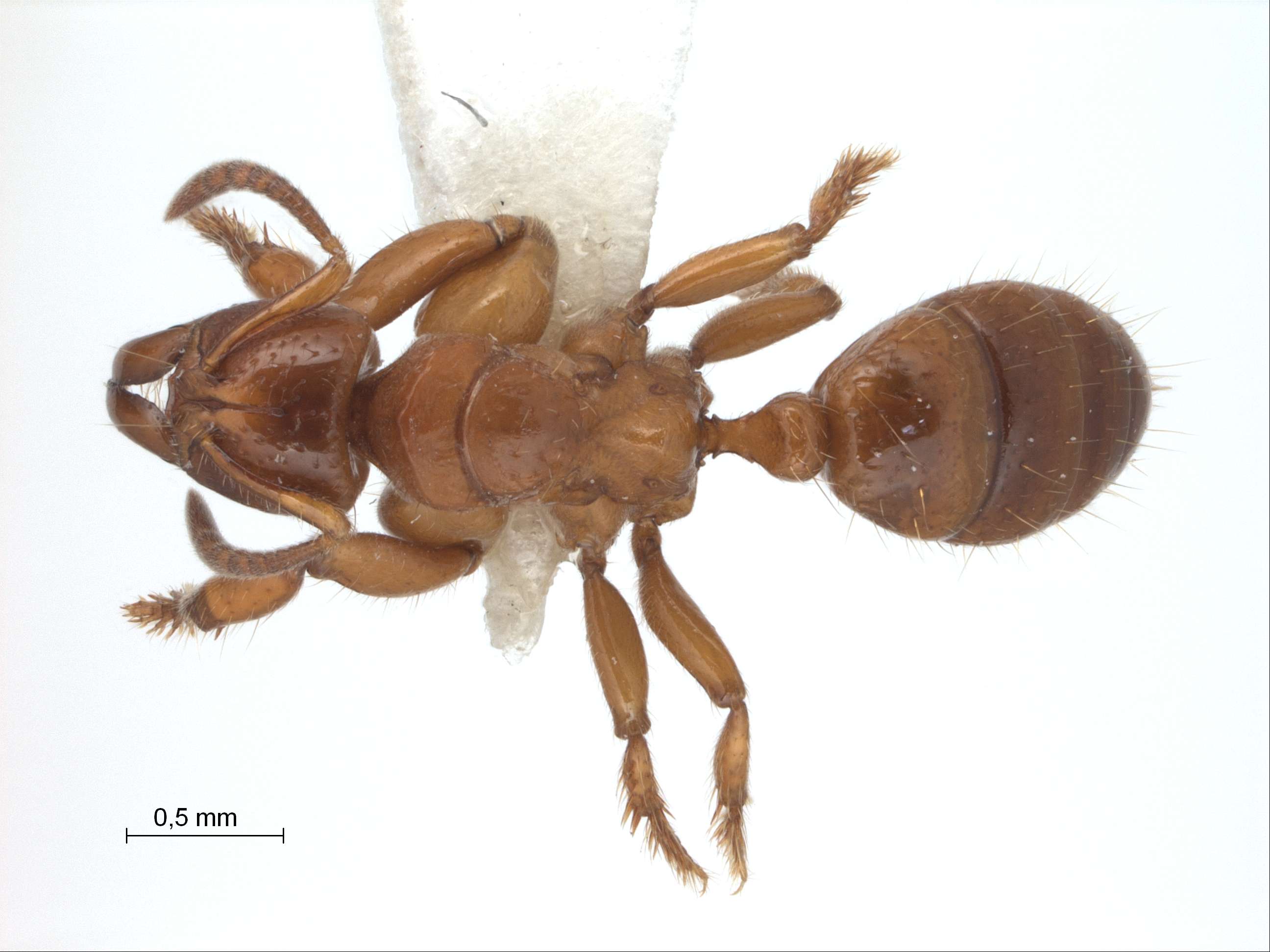 Foto Centromyrmex feae Emery,1889 dorsal