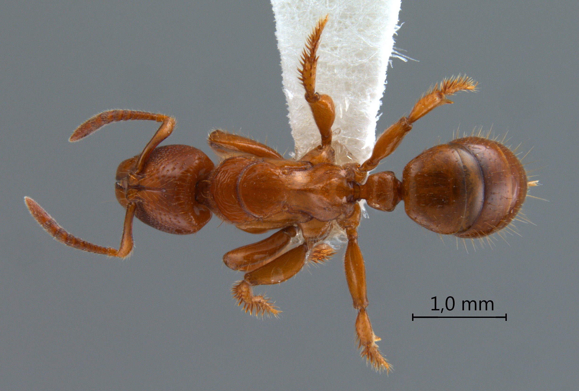 Foto Centromyrmex feae Emery,1889 dorsal