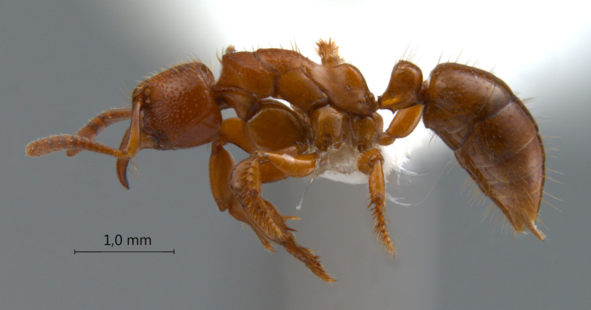 Centromyrmex feae Emery,1889 lateral