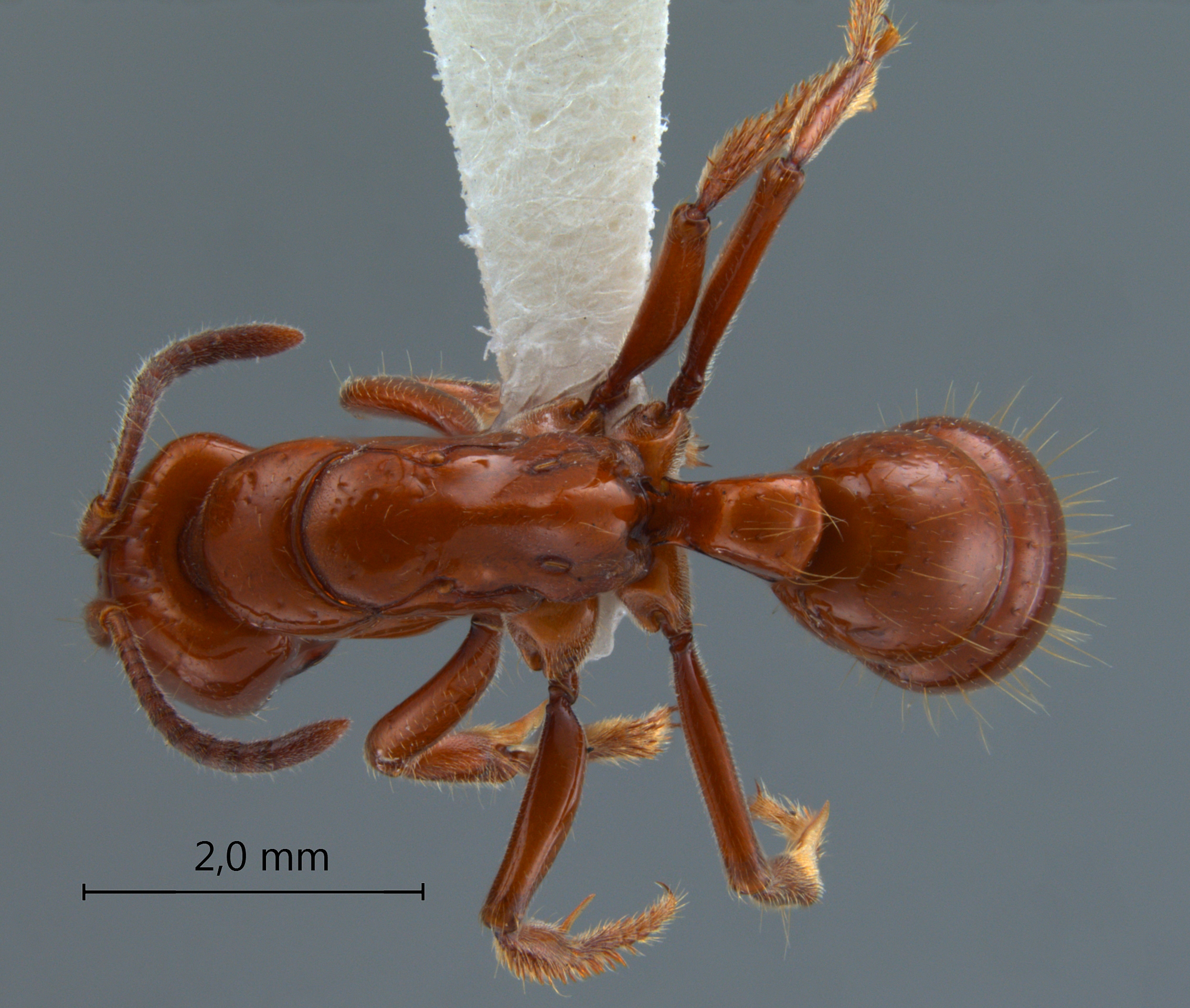 Foto Centromyrmex hamulatus Karavaiev, 1925 dorsal