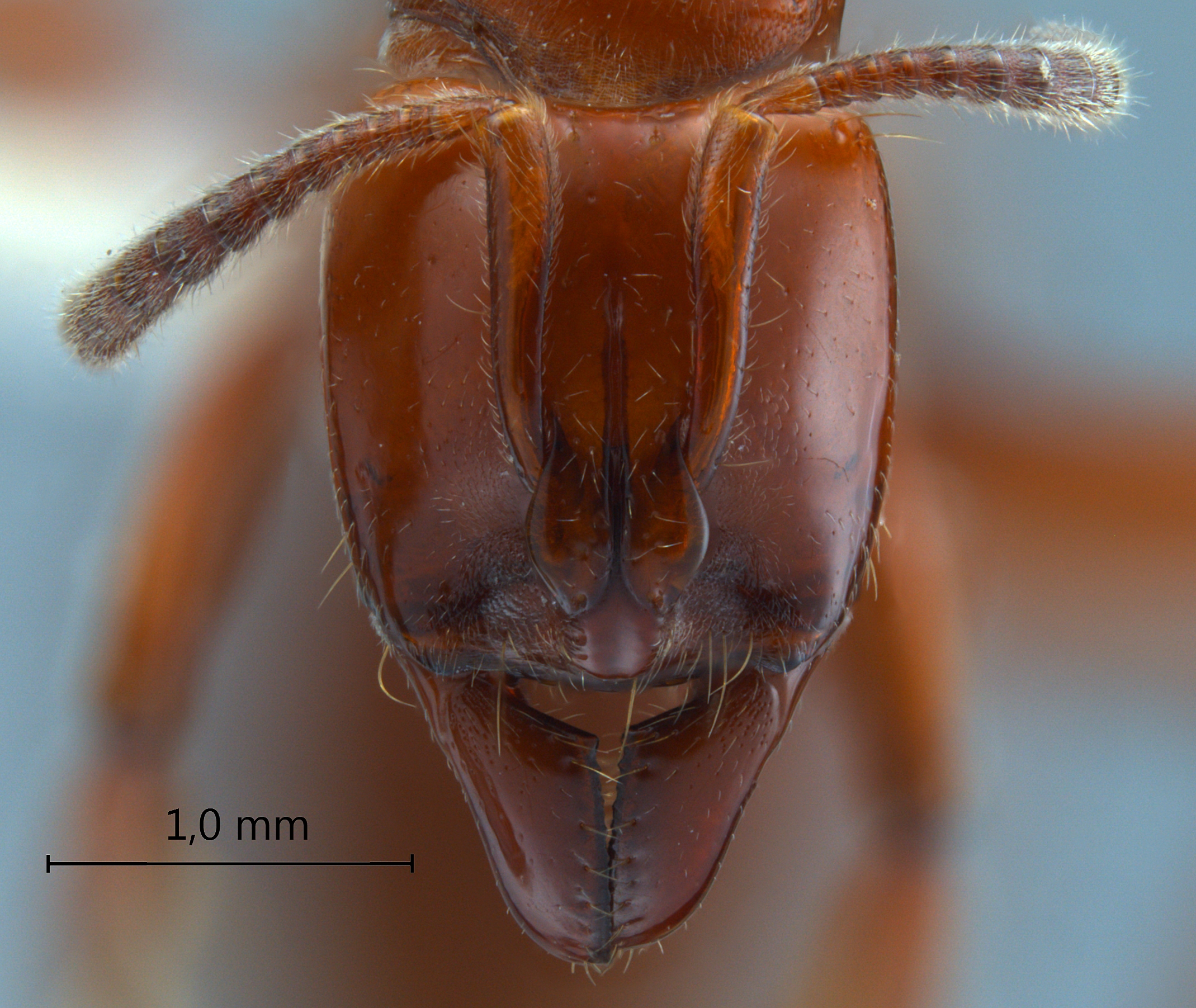 Foto Centromyrmex hamulatus Karavaiev, 1925 frontal