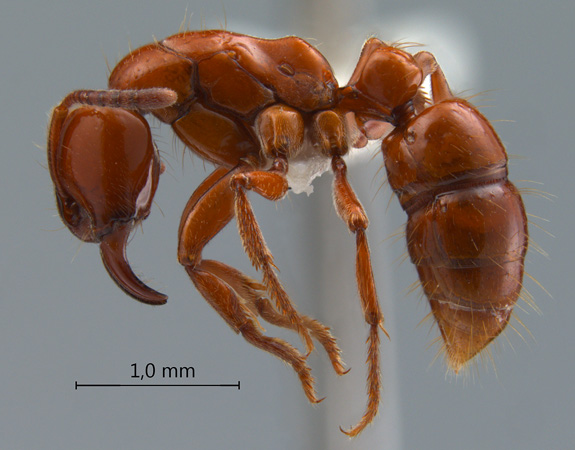 Centromyrmex hamulatus Karavaiev, 1925 lateral