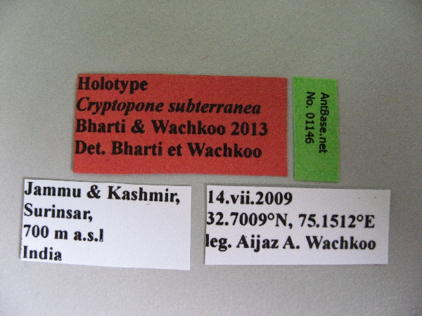 Foto Cryptopone subterranea Bharti & Wachkoo, 2013 Label