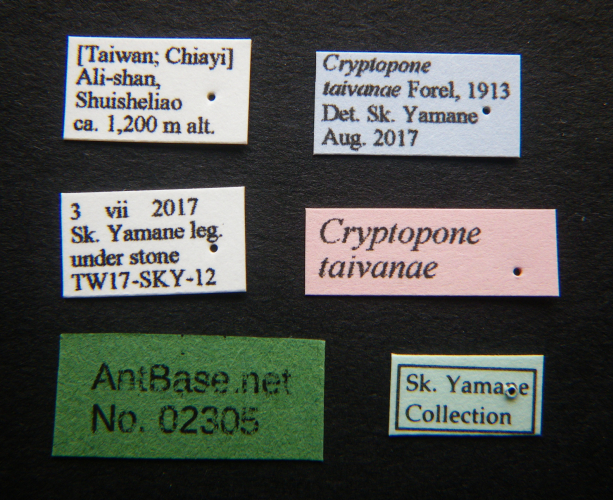 Foto Cryptopone taivanae Forel, 1913 Label