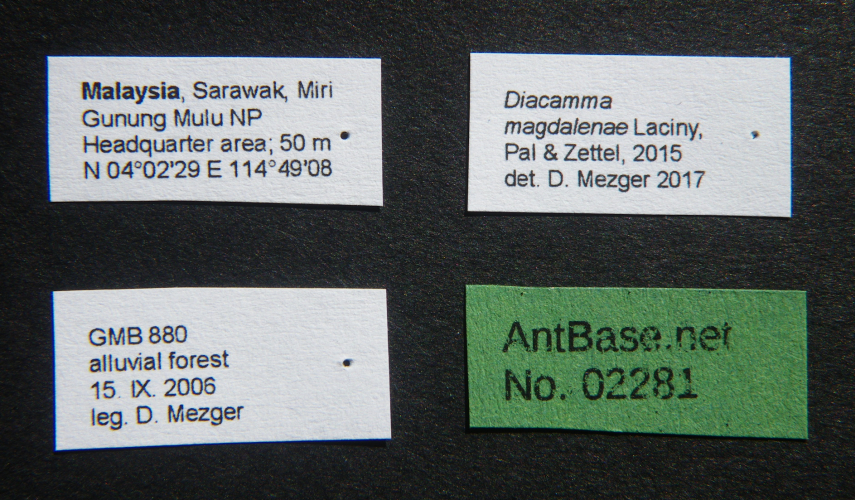 Foto Diacamma magdalenae Laciny, Pal & Zettel, 2015 Label