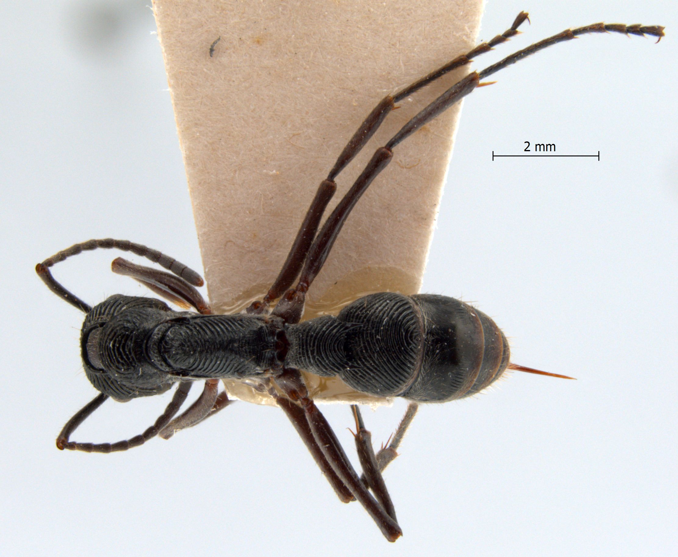 Foto Diacamma rugosum Le Guillou,1842 dorsal