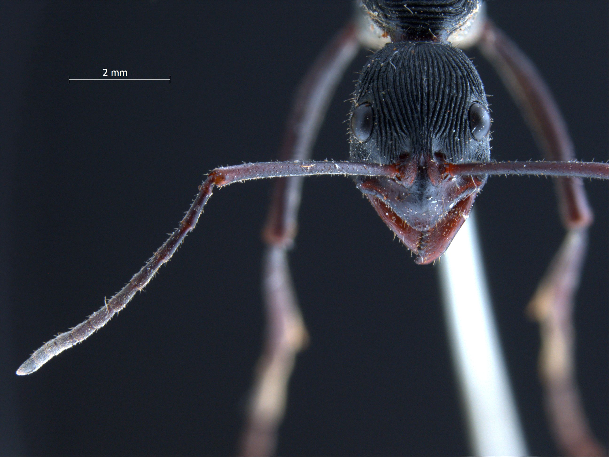 Foto Diacamma scalpratum Smith, 1858 frontal