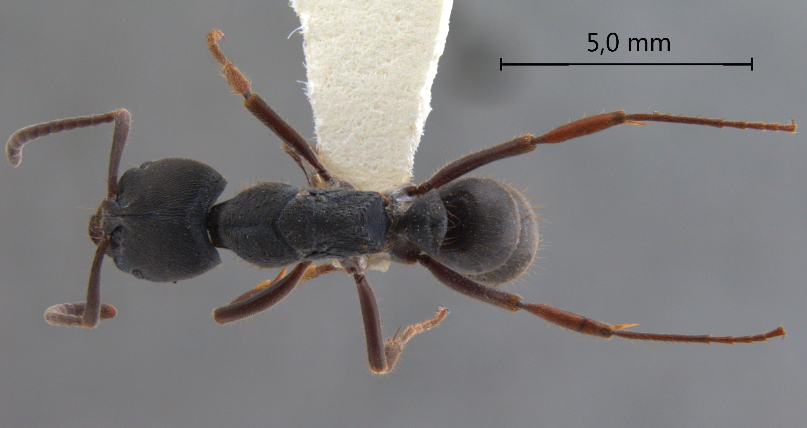 Foto Ectomomyrmex astutus (Smith, 1858) dorsal