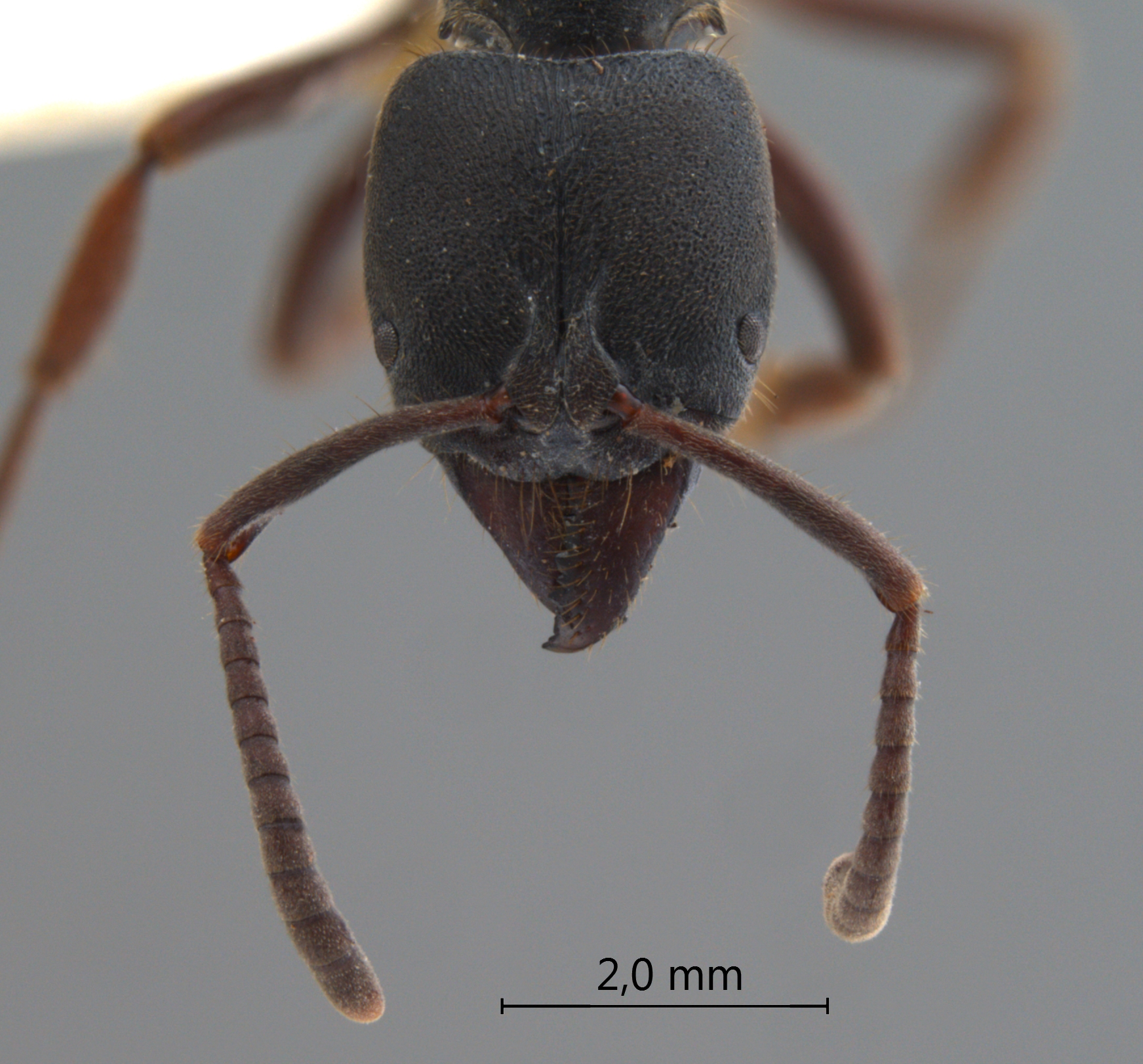 Foto Ectomomyrmex astutus (Smith, 1858) frontal