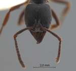 Ectomomyrmex astutus (Smith, 1858) frontal