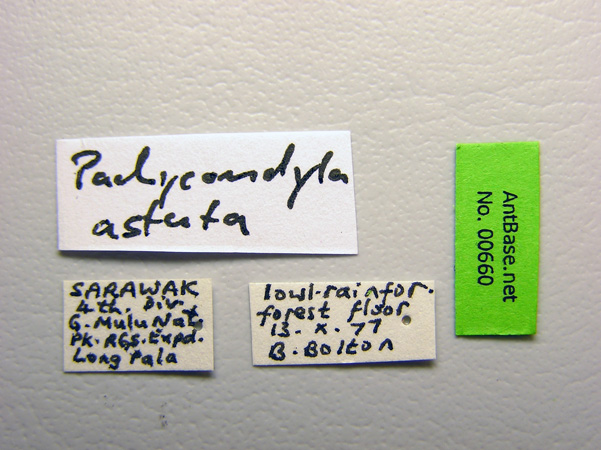 Foto Ectomomyrmex astutus (Smith, 1858) Label