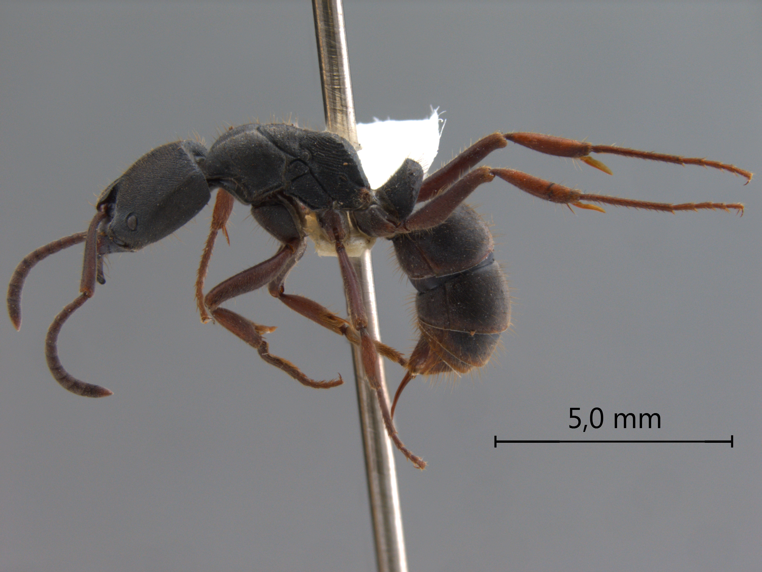 Foto Ectomomyrmex astutus (Smith, 1858) lateral