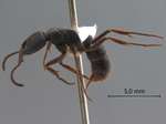 Ectomomyrmex astutus (Smith, 1858) lateral