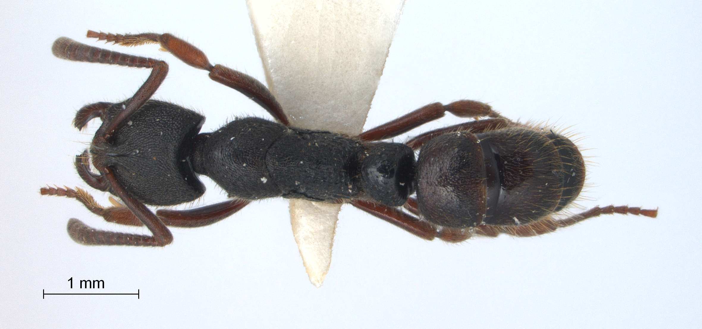 Foto Ectomomyrmex leeuwenhoeki (Forel, 1886) dorsal