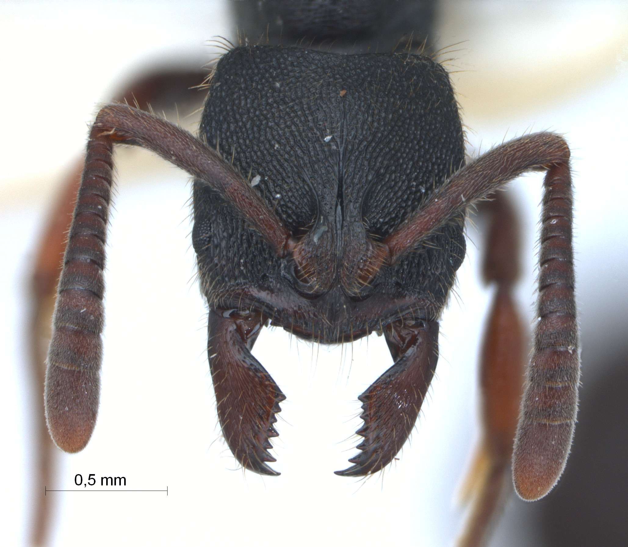 Foto Ectomomyrmex leeuwenhoeki (Forel, 1886) frontal