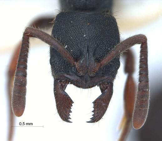 Ectomomyrmex leeuwenhoeki (Forel, 1886) frontal