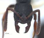 Ectomomyrmex leeuwenhoeki (Forel, 1886) frontal