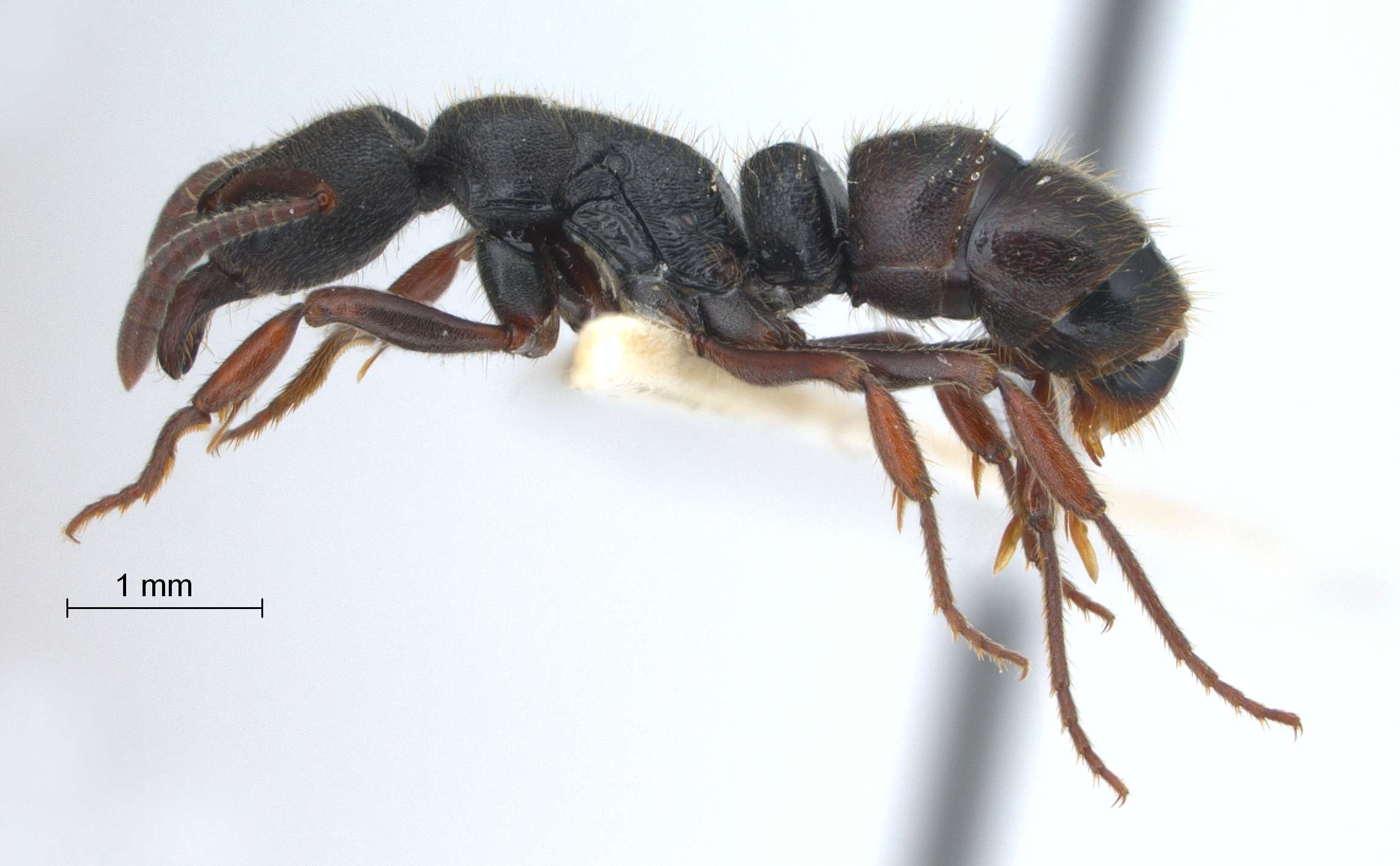 Foto Ectomomyrmex leeuwenhoeki (Forel, 1886) lateral