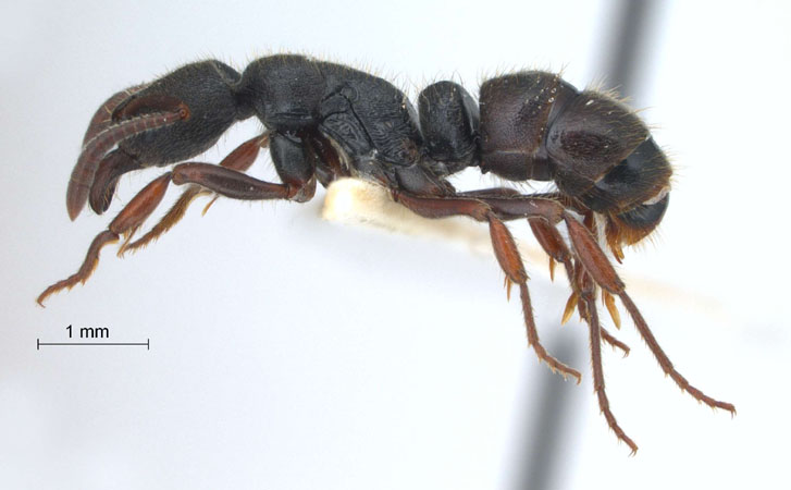 Ectomomyrmex leeuwenhoeki (Forel, 1886) lateral