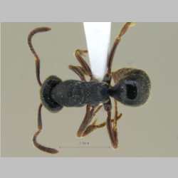 Ectomomyrmex striolatus Donisthorpe, 1933 dorsal