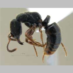 Ectomomyrmex striolatus Donisthorpe, 1933 lateral