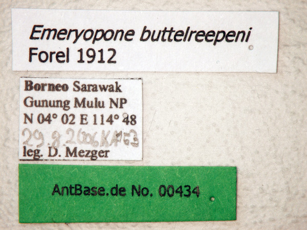 Foto Emeryopone buttelreepeni Forel, 1912 Label