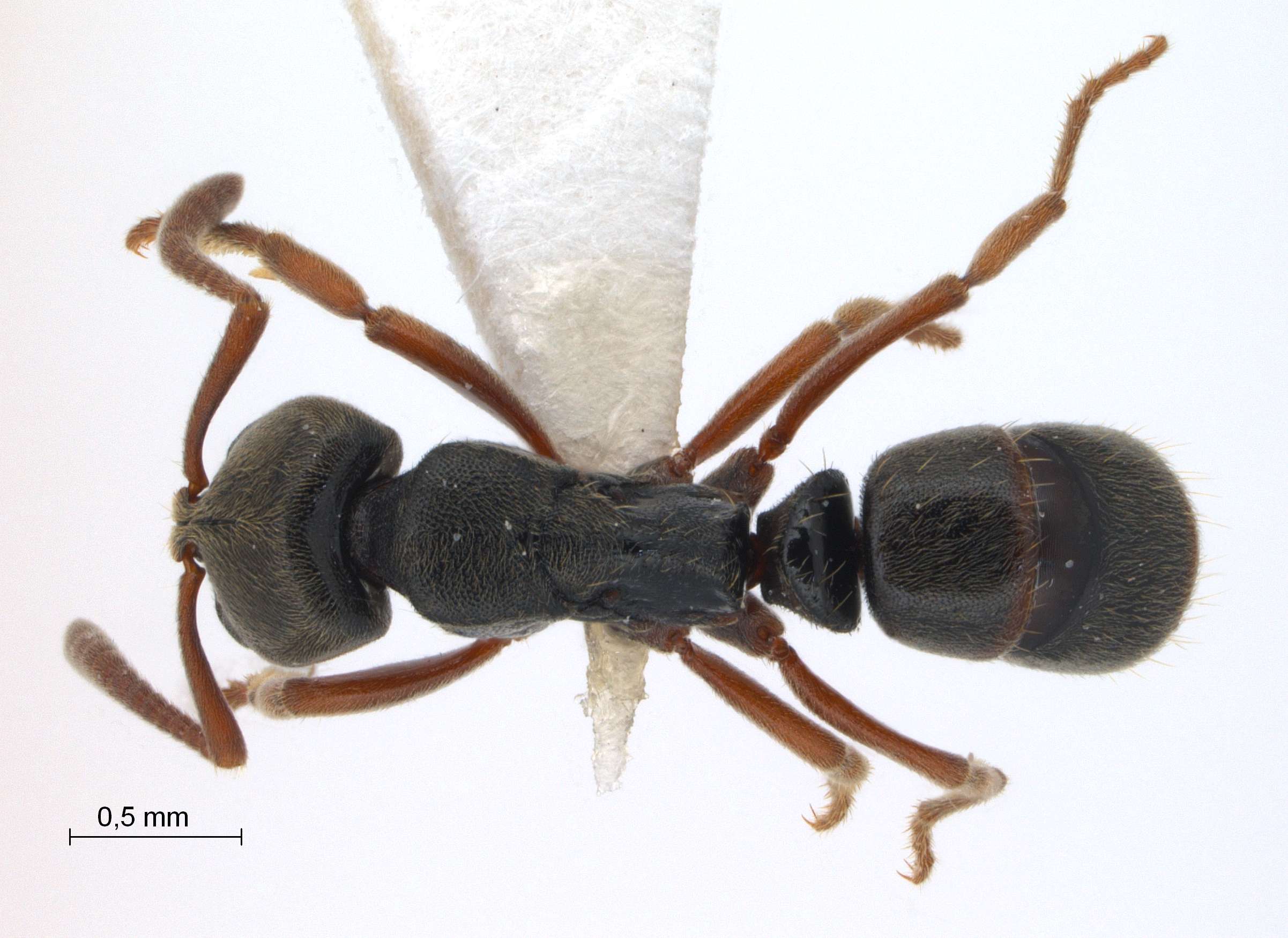 Foto Euponera sharpi Forel, 1901 dorsal