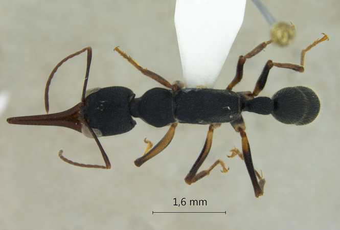 Harpegnathos venator Smith,1858 dorsal