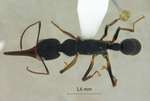 Harpegnathos venator Smith,1858 dorsal