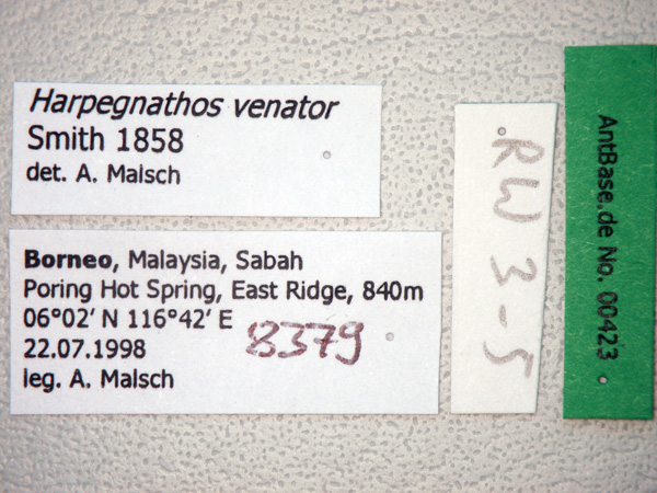 Foto Harpegnathos venator Smith,1858 Label