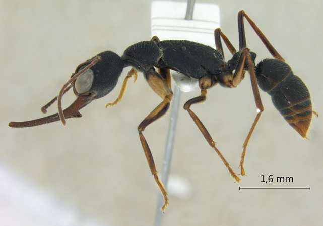 Harpegnathos venator Smith,1858 lateral