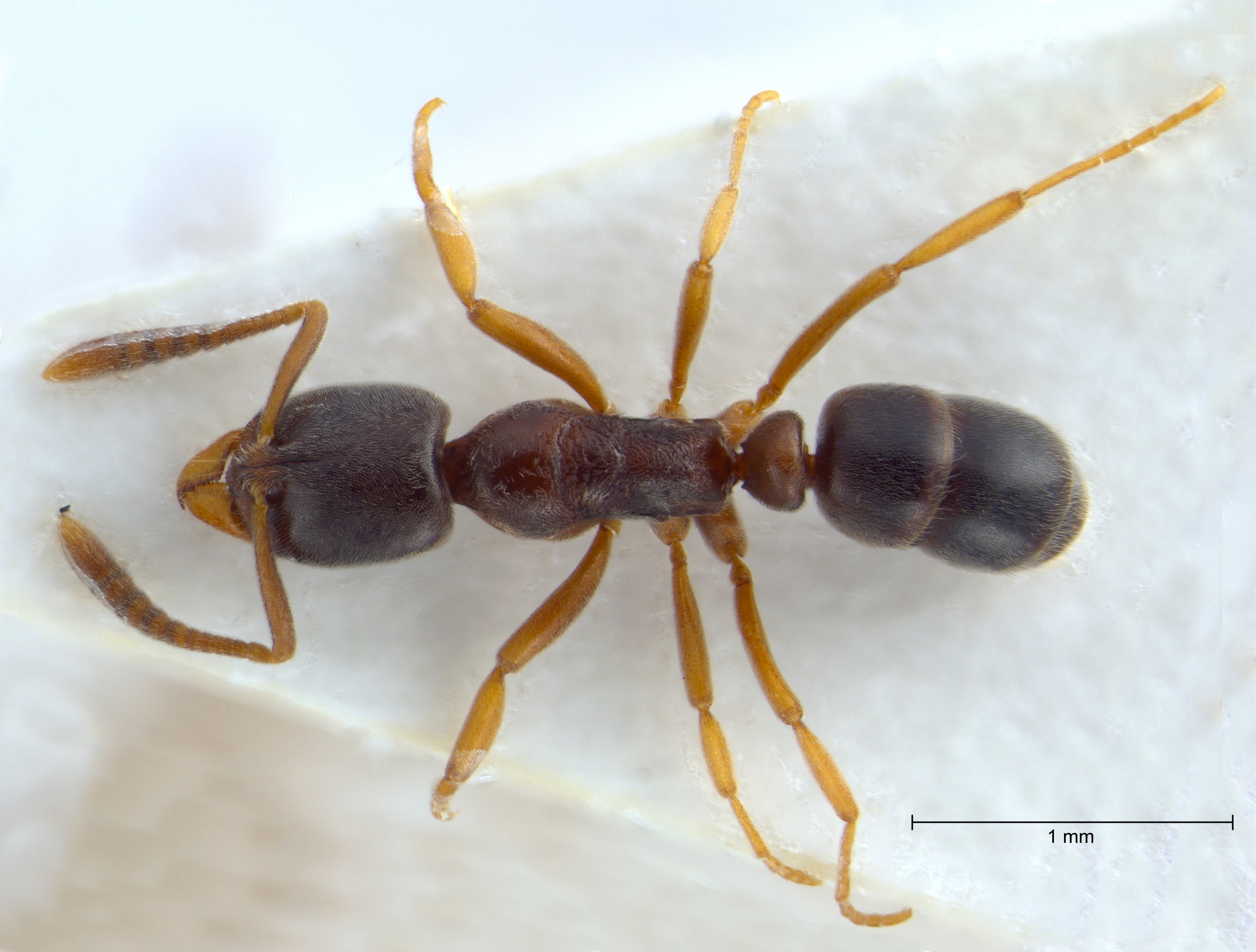 Foto Hypoponera eduardi Forel, 1894 dorsal