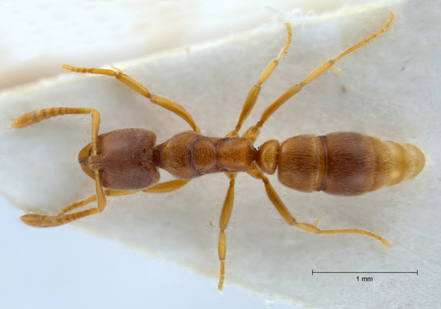 Hypoponera punctatissima Roger, 1859 dorsal